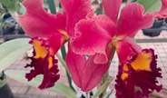 Ribeirão Preto recebe Festival de Orquídeas