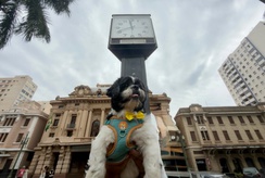 Encontro de shih-tzus reúne cães e tutores na Praça XV neste domingo, 20