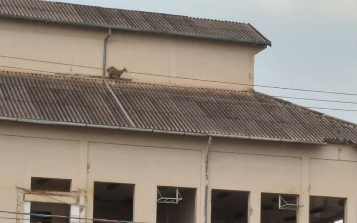 Cabra fica presa no telhado de antiga cervejaria em Ribeirão Preto