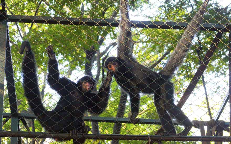 Macaco-aranha-de-cara-vermelha