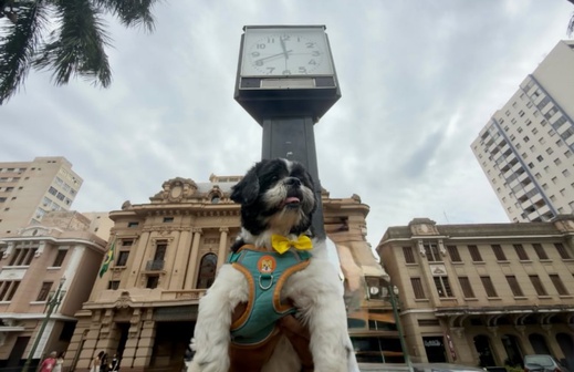 Encontro de shih-tzus reúne cães e tutores na Praça XV neste domingo, 20