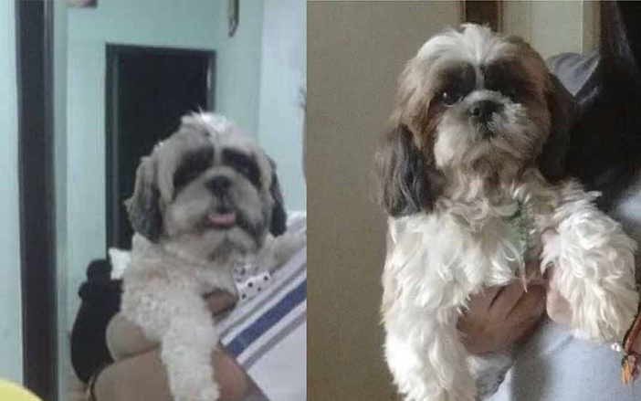 Idosa procura por cachorro desaparecido em Ribeirão Preto