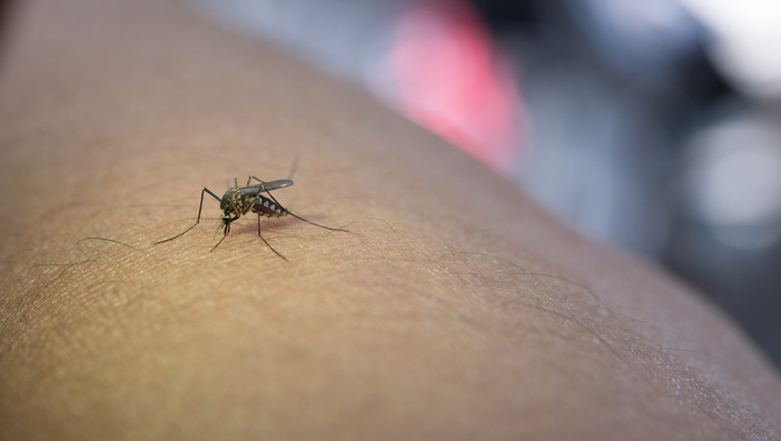 Ribeirão Preto registra queda nos casos de dengue em abril