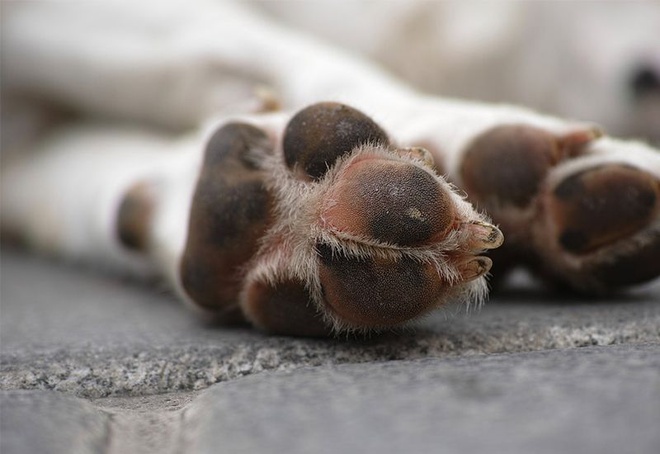 Ativistas da causa animal questionam nova federação em Ribeirão Preto