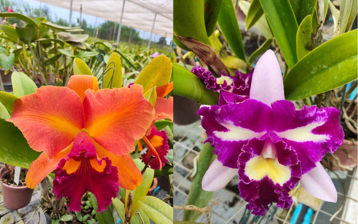 Festival em Ribeirão Preto terá Mostra de Orquídeas da região em julho