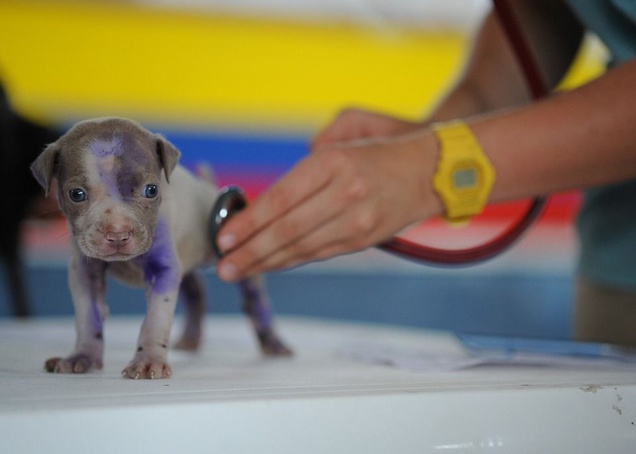 Veterinária derruba mitos sobre a vacinação de animais domésticos