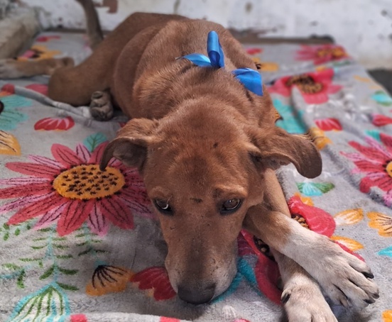 Feira de adoção de animais resgatados nas rodovias é realizada em Ribeirão Preto