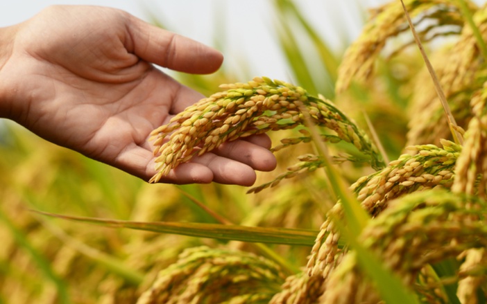 Governo federal lança Plano Safra para agricultura familiar: R$ 85,7 bilhões em crédito