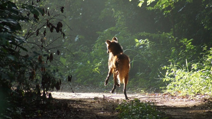 Loba-guará que foi tratada pelo Bosque de Ribeirão Preto é solta em seu habitat natural