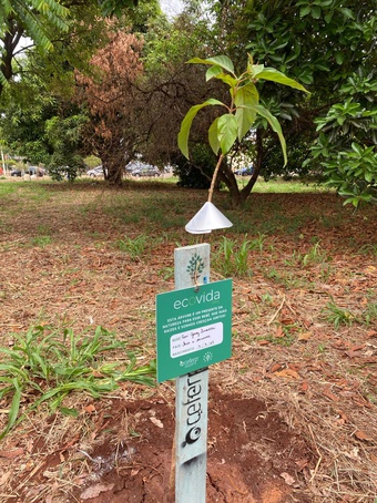 ArboreSer planta 50 mudas no bairro Alto da Boa Vista, em Ribeirão Preto