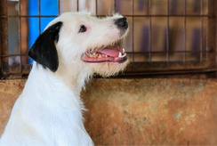 Feira de adoção de cães ocorre neste domingo durante a Feira Internacional do Livro em Ribeirão Preto
