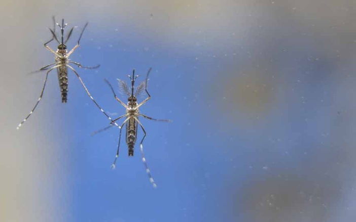 Zika pode reduzir fertilidade masculina, aponta estudo