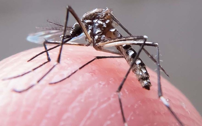 Ribeirão Preto já tem 1.443 casos de dengue confirmados