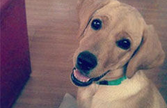 Entrevista sobre pets para a Revista Revide