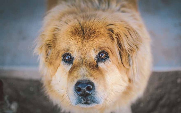 Segunda edição da Feira de Adoção “Pet Lovers” acontece neste domingo, 21
