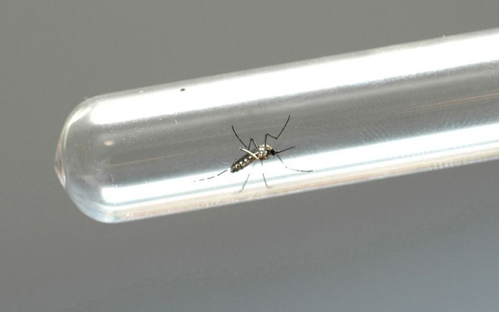Crescem os casos de dengue em Ribeirão
