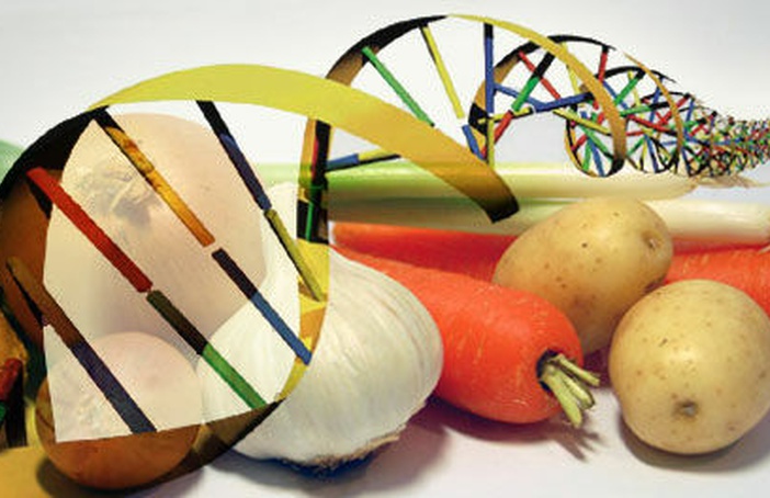 Organismos Geneticamente Modificados