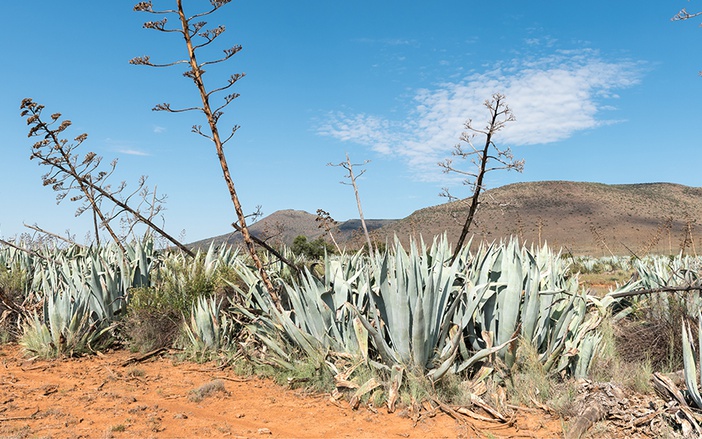 Matéria prima da tequila começa a ser utilizada na produção de etanol