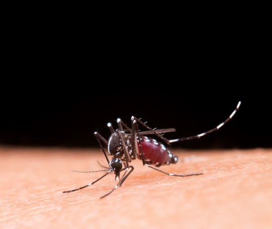 Entenda a diferença dos sintomas de dengue e de covid-19