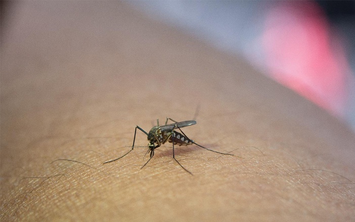 Prefeitura perde 60 fiscais de combate à dengue em oito anos