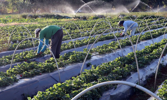 Agronegócio paulista volta a criar empregos e tem melhor abril dos últimos quatro anos