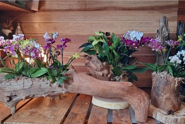 Ceagesp em Flor reúne atrações gratuitas