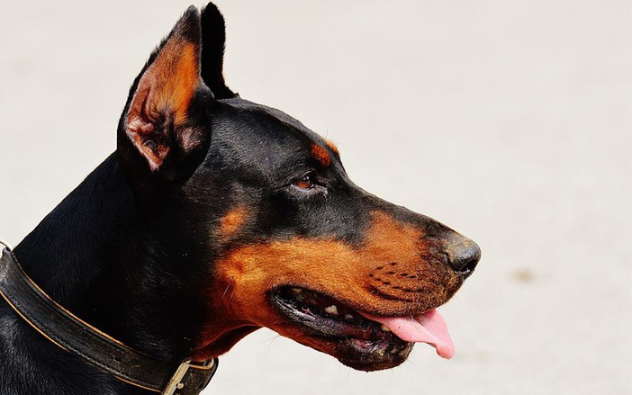 Homem é atacado por cachorro dentro de loja de autopeças em Ribeirão Preto