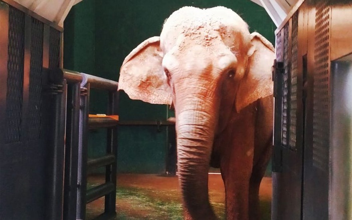 Biólogos continuam processo de adaptação de elefanta Bambi para caixa de transporte
