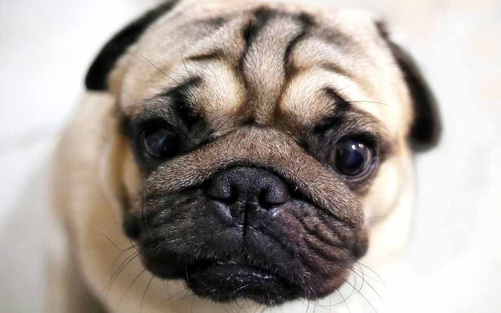 Ribeirão Preto terá 3º encontro de Pugs