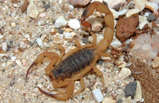 Acidentes com animais peçonhentos exigem atendimento médico imediato