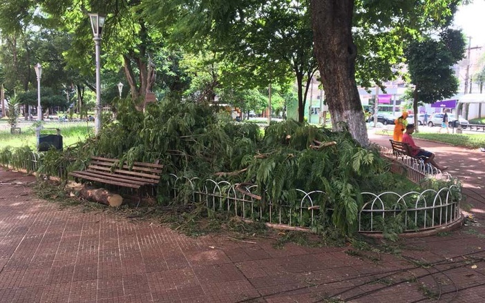 Árvores da Praça da Catedral encontram-se em risco de queda