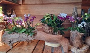 Ceagesp em Flor reúne atrações gratuitas