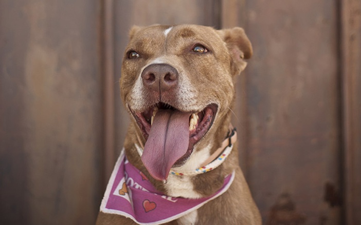Ribeirão Preto tem evento de adoção de pets neste sábado