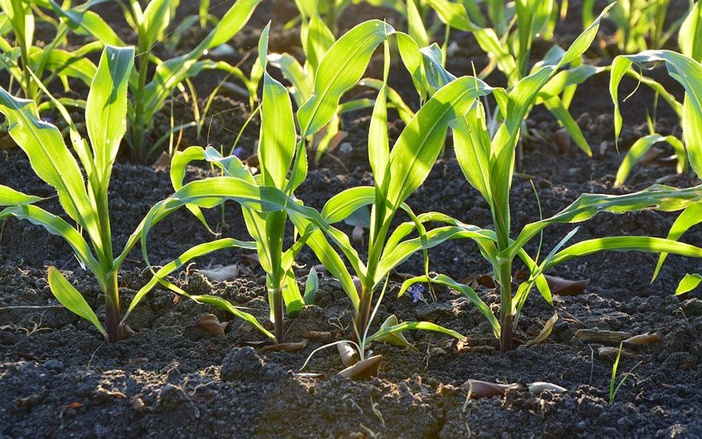 24ª edição da Agrishow fatura R$ 2,2 bilhões em 2017