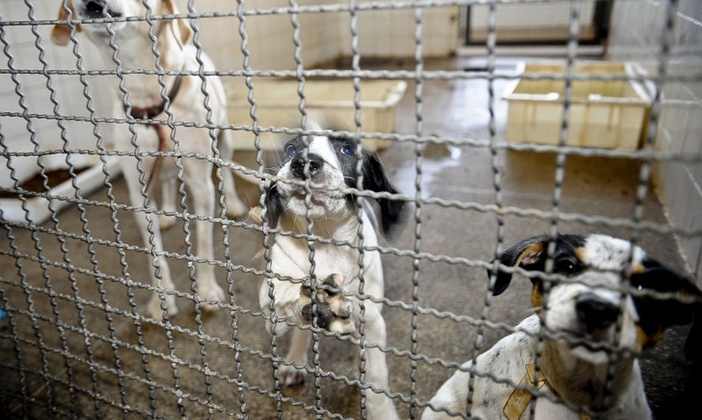 Divisão de Bem-Estar Animal realiza mais um evento para adoção cães e gatos