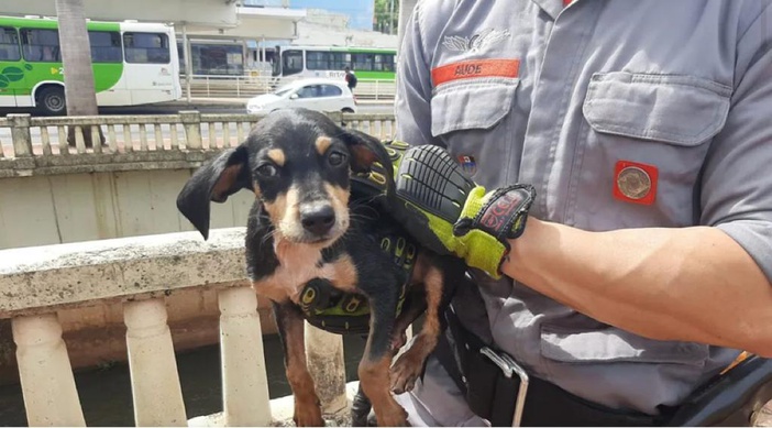 Cãozinho é resgatado em córrego de Ribeirão Preto