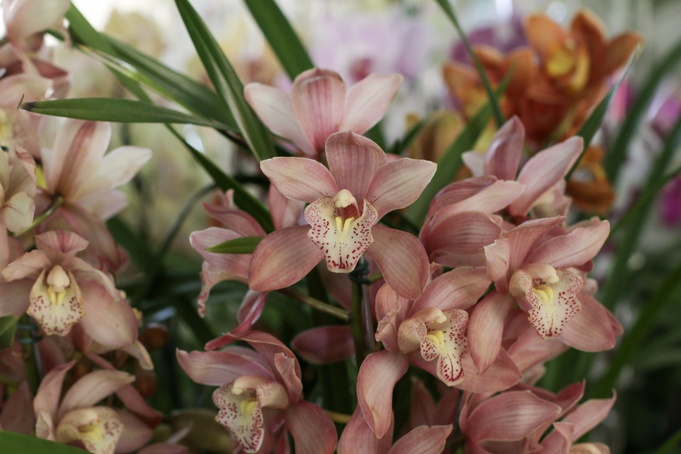 Feira de Orquídeas e Suculentas reúne diferentes espécies em Ribeirão Preto