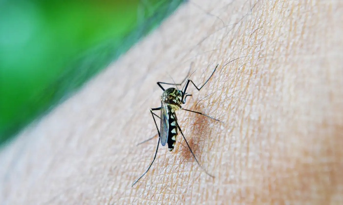 Casos de dengue avançam em Ribeirão Preto e Secretaria de Saúde emite alerta