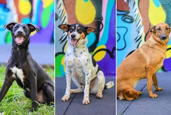 Feira de adoção de pets ocorre neste sábado em Ribeirão Preto