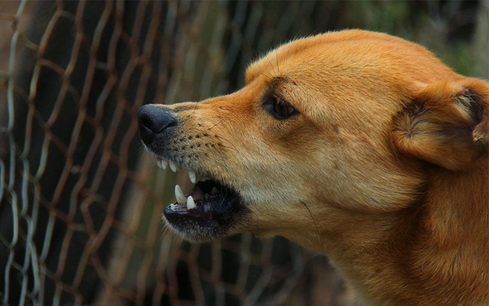 Idoso de 80 anos é atacado por cachorros no Ipiranga, em Ribeirão Preto