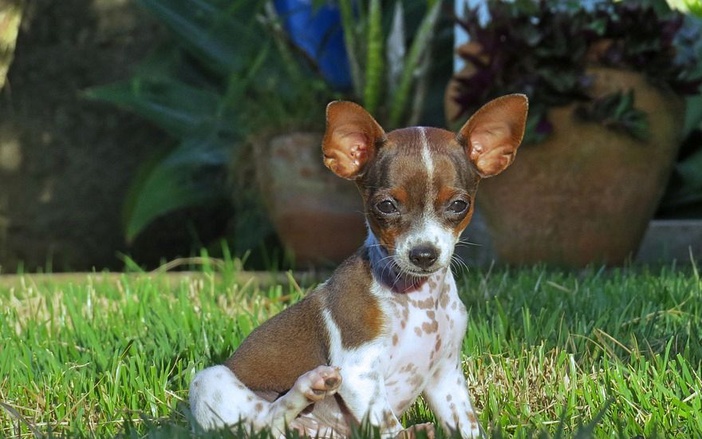 Feira de adoção de animais promove festa julina gratuita em Ribeirão Preto