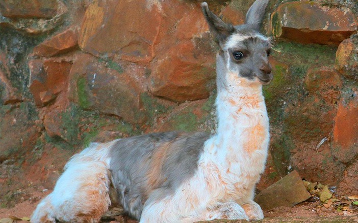 Zoológico de Ribeirão Preto tem nova atração para o público