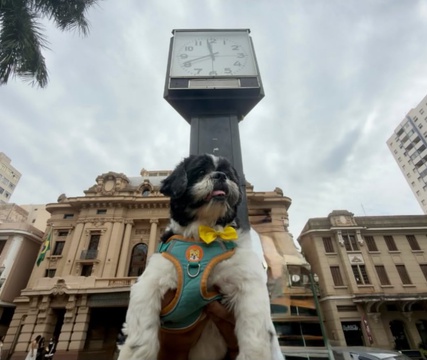Encontro de shih-tzus reúne cães e tutores na Praça XV neste domingo, 20