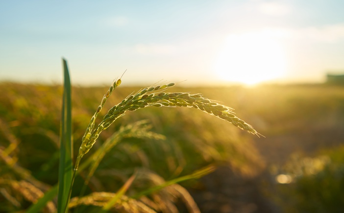 Agro assina contrato que viabiliza plantas medicinais no sistema de saúde