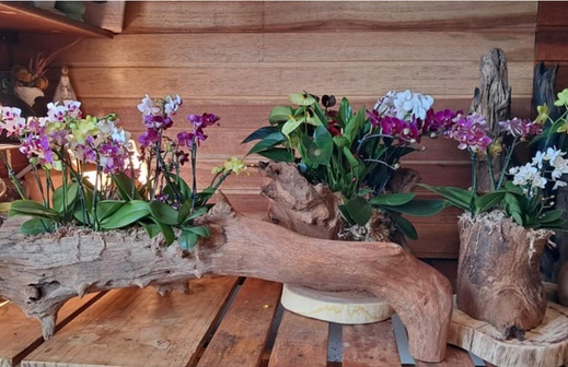 Ceagesp em Flor reúne atrações gratuitas