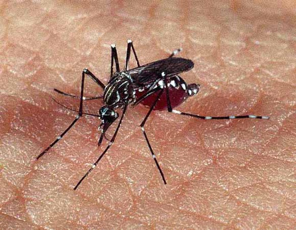 Combate à dengue