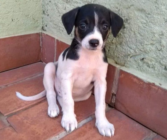 Ribeirão Preto terá evento para adoção de animais abandonados