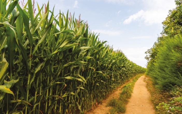 Agro Paulista registra superávit de 9,7% nos sete primeiros meses do ano