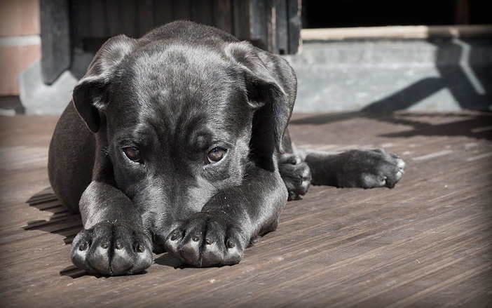 ONG realiza campanha virtual de adoção de animais