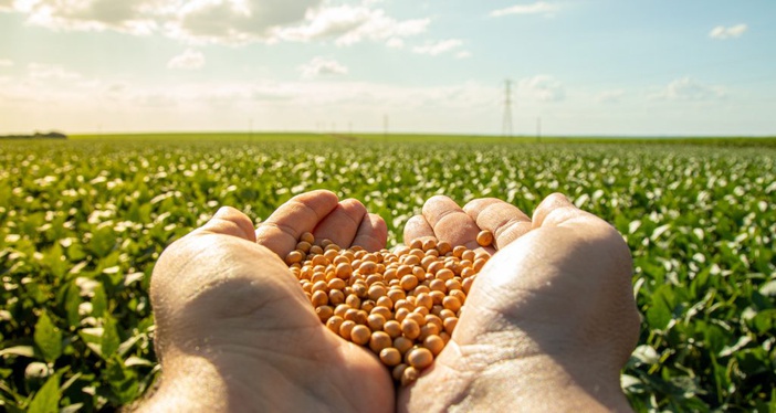 Estimativa de produção da safra de grãos 2023/24 indica queda de 6,4% em relação à safra anterior